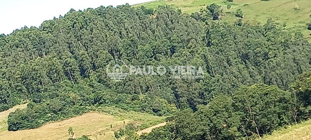 ÁREA RURAL REFLORESTADA DE EUCALIPTOS 