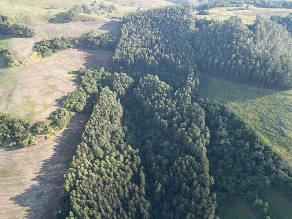 Ótima área de terra com plantação de eucalipto
