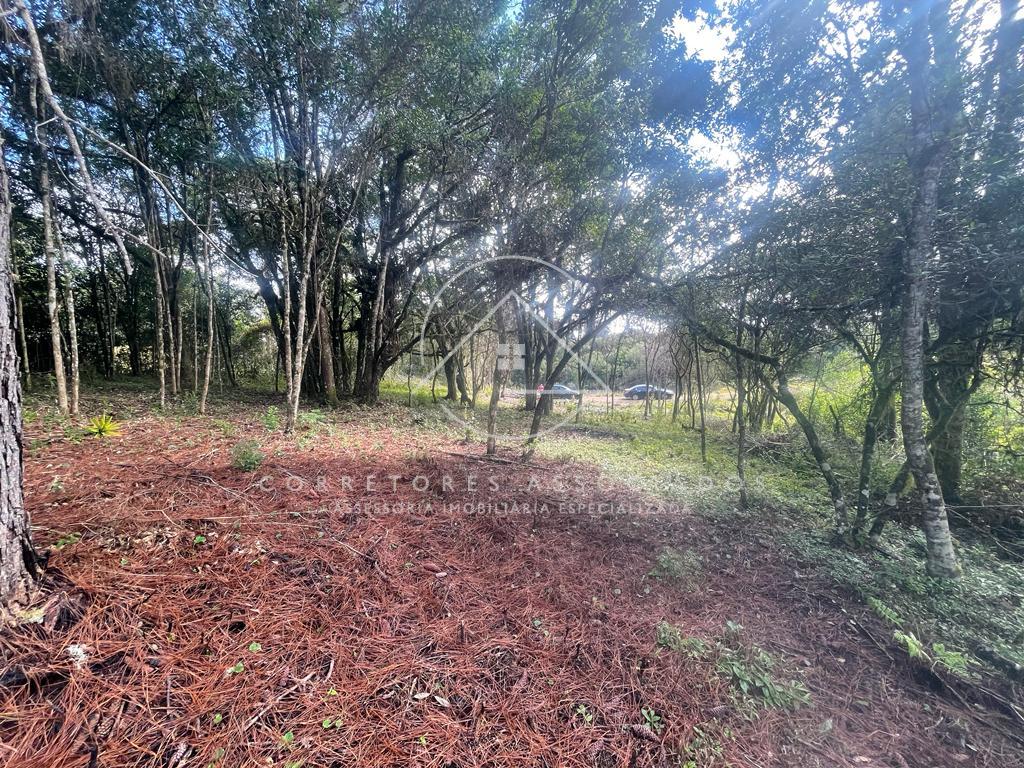 Terreno ? venda  20x50 m   S?o Jose dos Pinhais, Boda do campo...