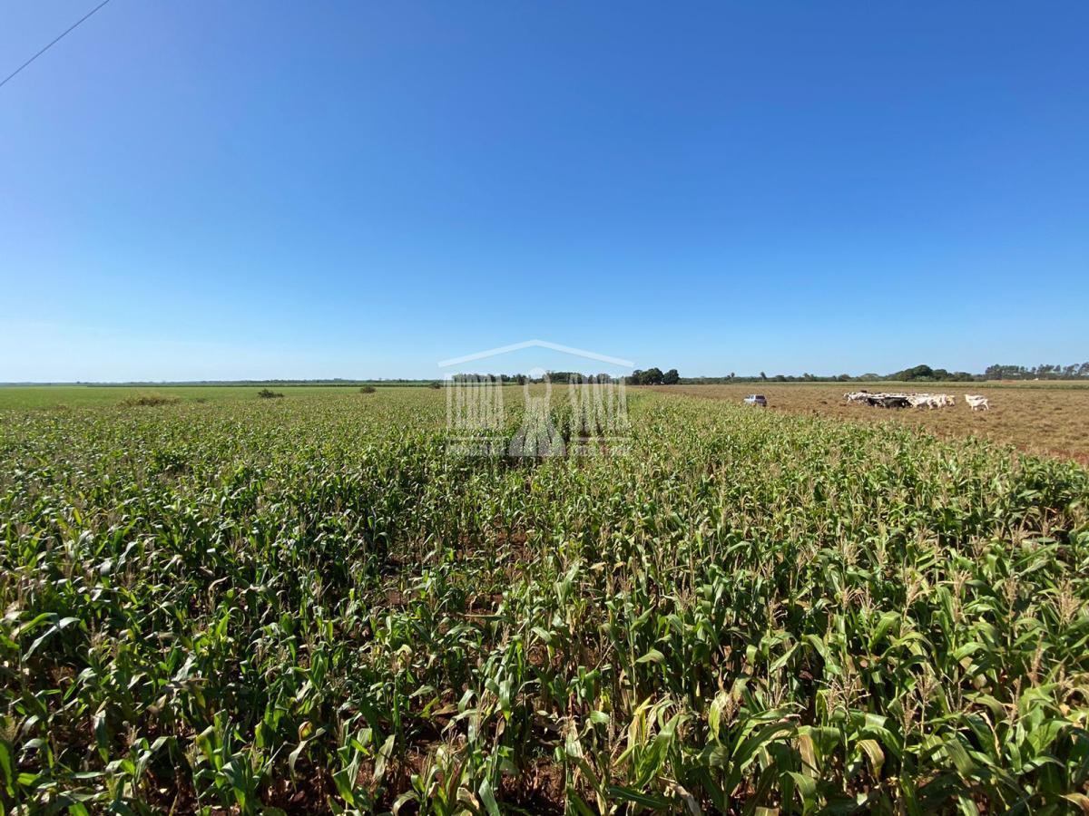 Área Rural para Venda em Dourados / MS no bairro Rural