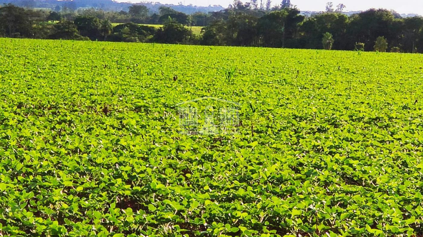Área Rural para Venda em Fátima do Sul / MS no bairro Rural
